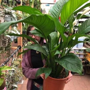 Plant